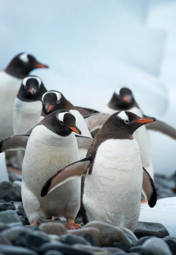 Hurtigruten - Ms Roald Amundsen - Spreading awareness, creating ambassadors.jpg